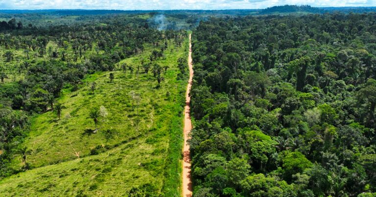 La foresta Amazzonica a rischio entro il 2050